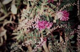 Слика од Indigofera sericovexilla C. T. White