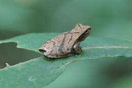 Image of Spring Peeper