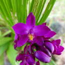 Image of Peter's ground orchid