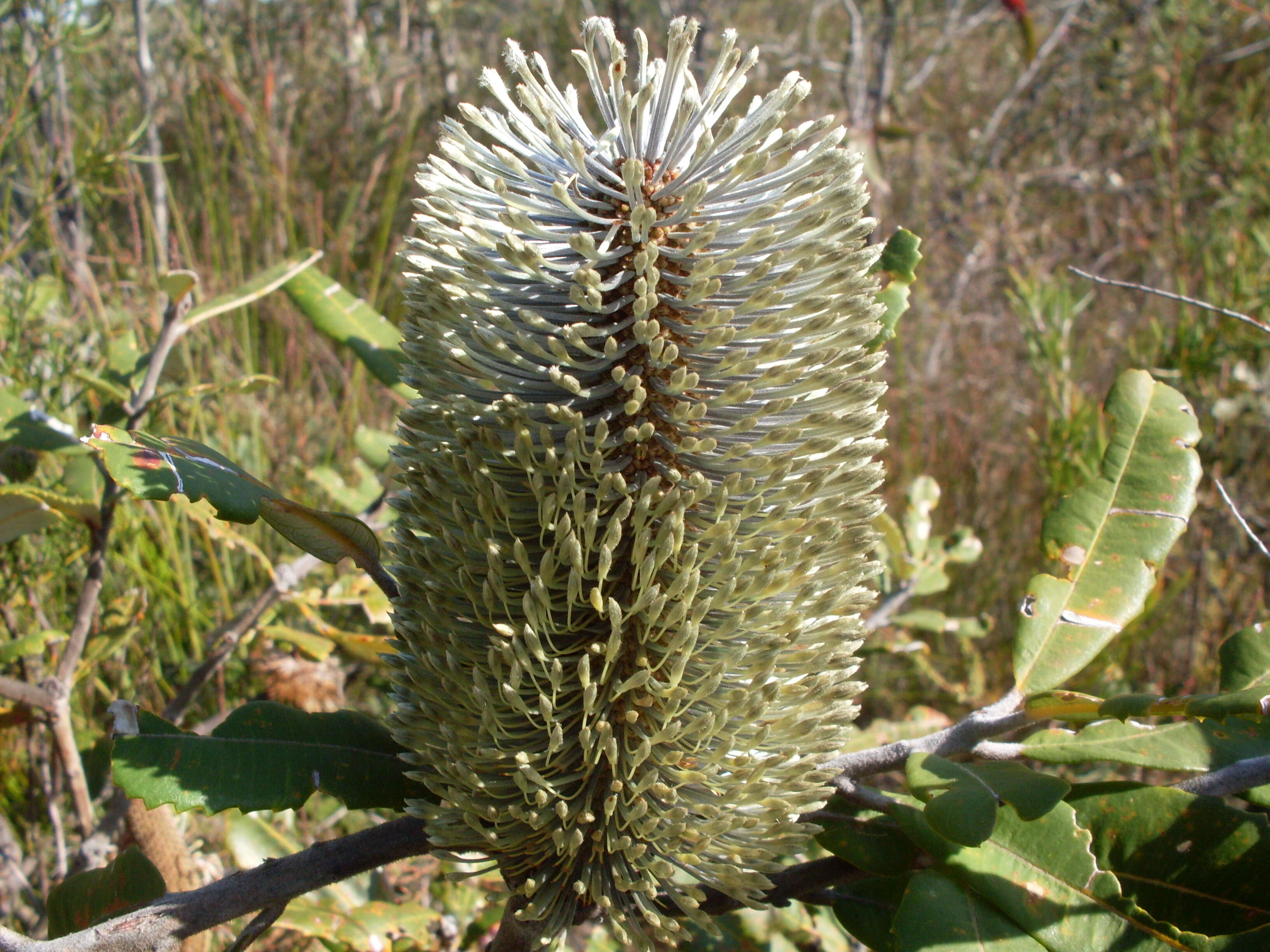 Image of banksia