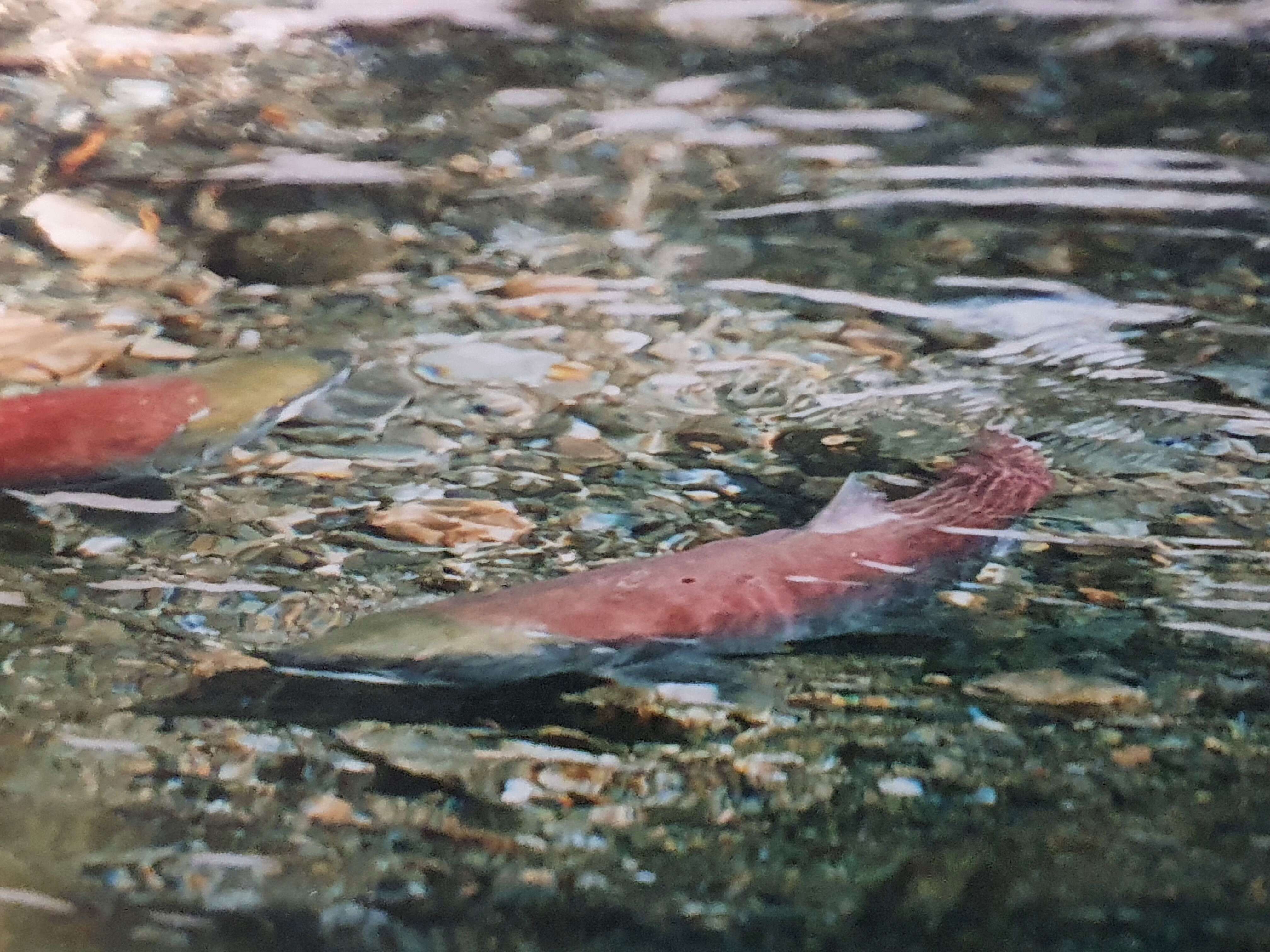 Image of Salmon