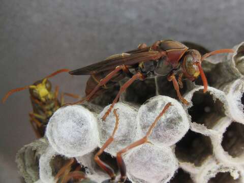 Image of Polistes