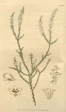 Sivun Epacris microphylla R. Br. kuva