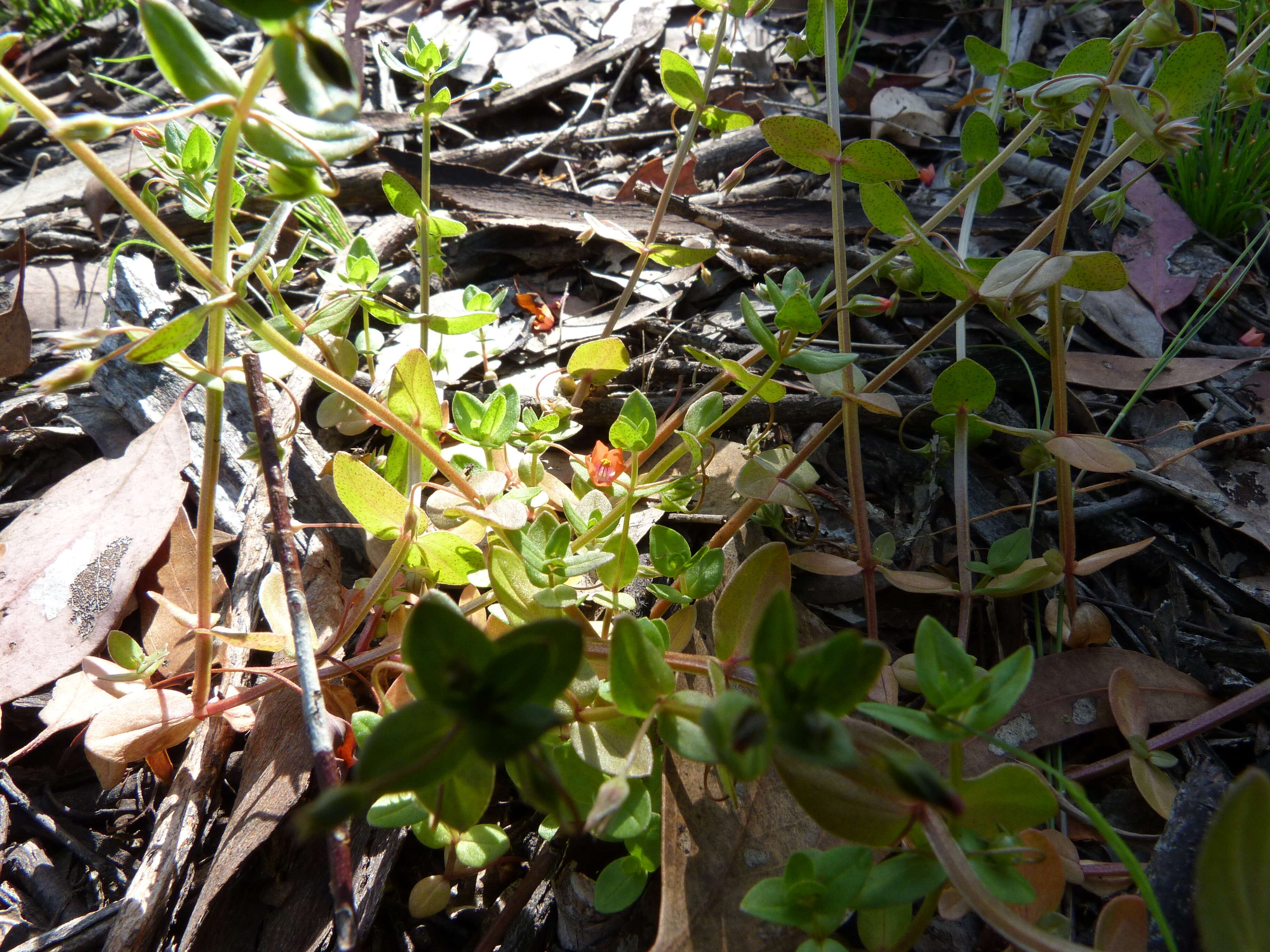 Image of Scarlet Yellow-Loosestrife