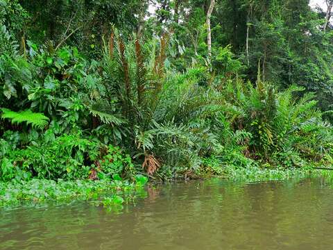 Image of leatherfern