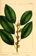 Image of Ficus