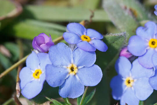 Image of field forget-me-not