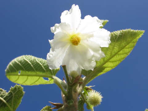 Image de Buchnerodendron lasiocalyx (Oliv.) Gilg