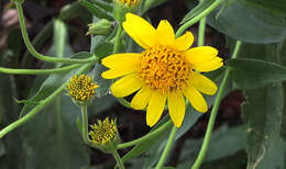 Image of Arnica lanceolata subsp. prima (Maguire) Strother & S. J. Wolf