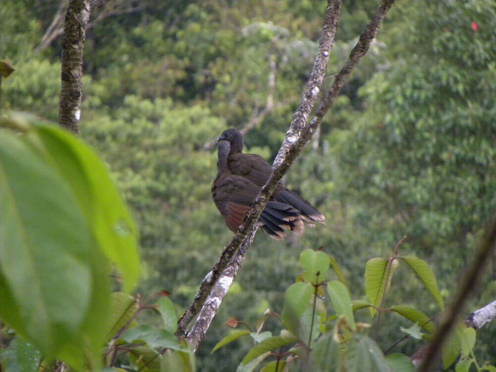 Image of Gray-headed Chachalaca