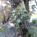 Image of Usnea scabrida subsp. elegans (Stirt.) G. N. Stevens