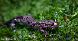 Image of Woodland salamander