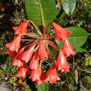 صورة Rhododendron crassifolium Stapf