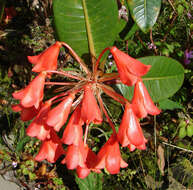 Image of Rhododendron crassifolium Stapf