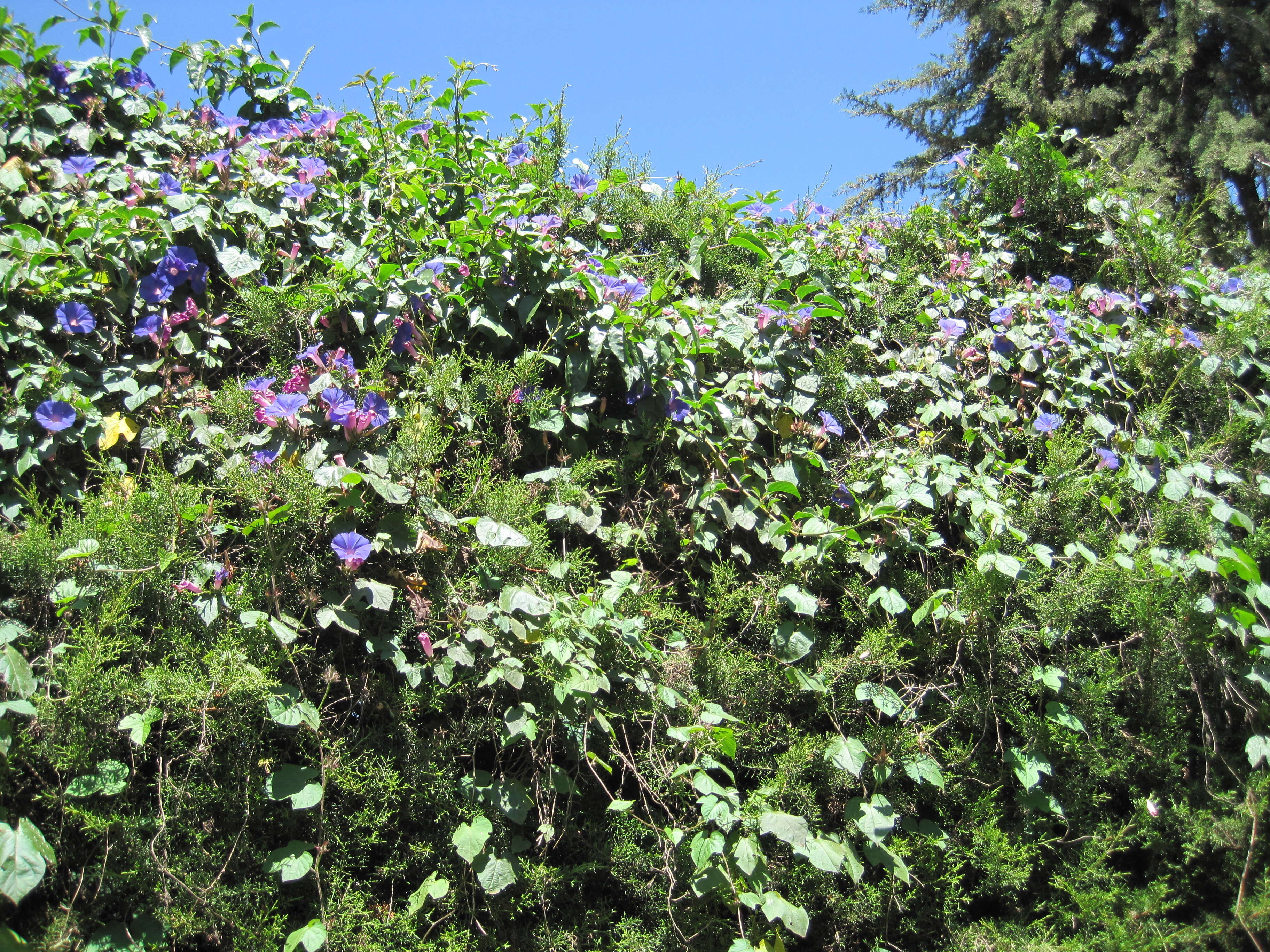 Image of Beach moonflower