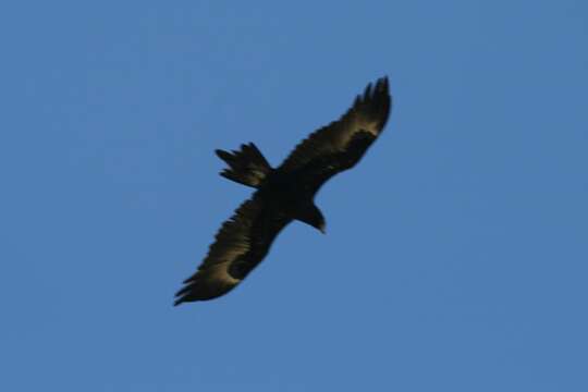 Image of Aquila audax audax (Latham 1801)