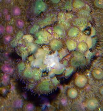 Image of Jewel anemone