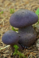 Image of Cortinarius hercynicus (Pers.) M. M. Moser 1967