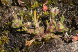 Image of Brachyscome perpusilla (Steetz) J. Black