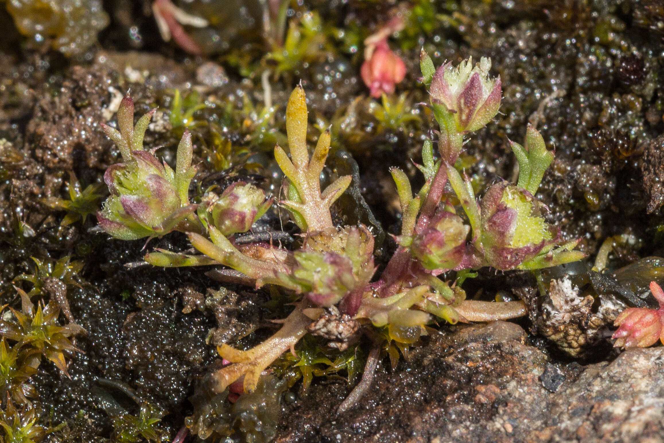 Image of Brachyscome perpusilla (Steetz) J. Black