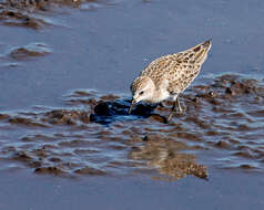 Image of Calidris Merrem 1804