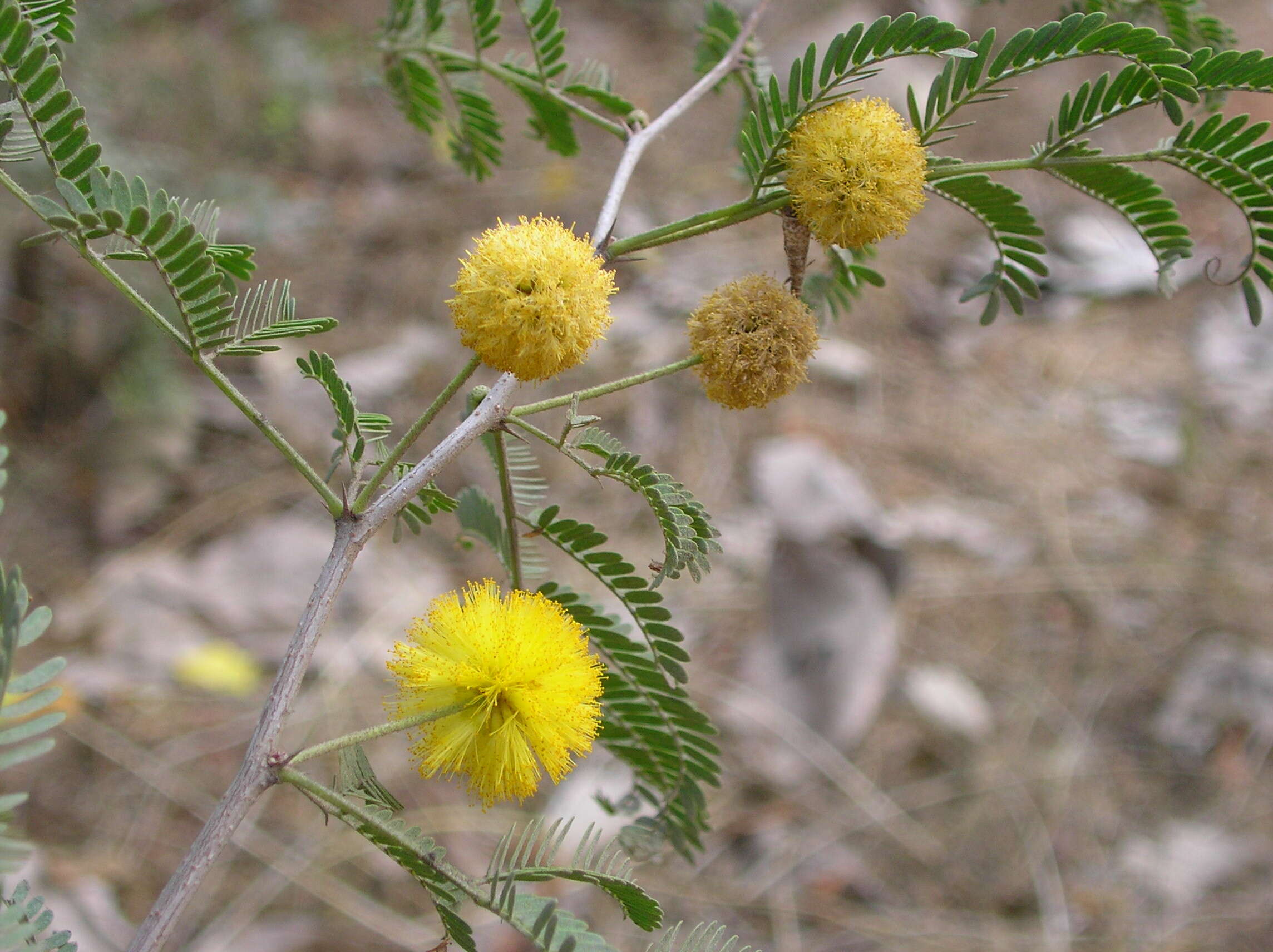 Vachellia farnesiana (L.) Wight & Arn. resmi