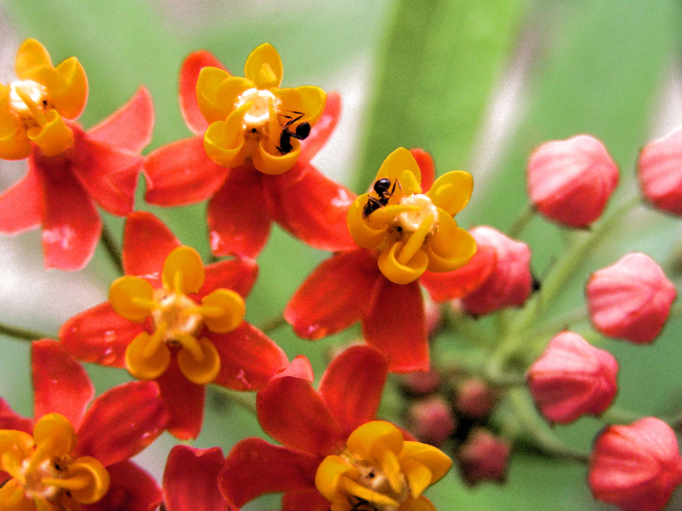 Imagem de Asclepias curassavica L.