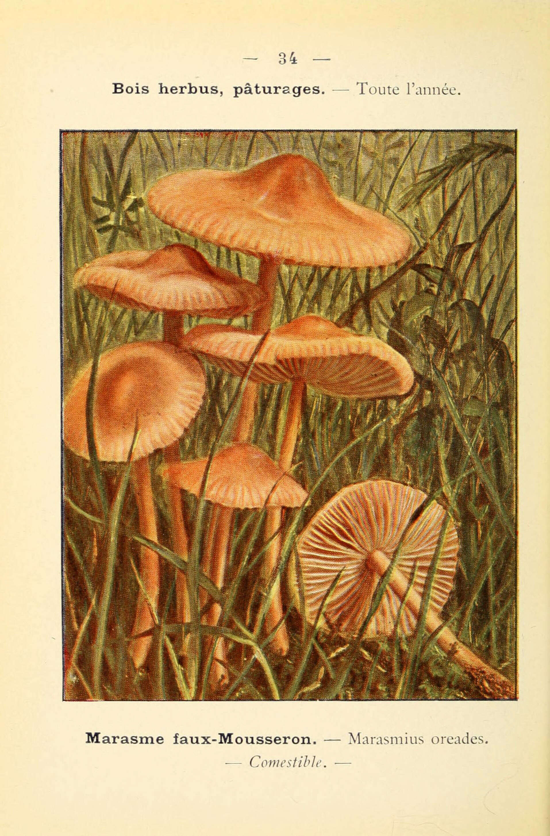 Image of Marasmius oreades (Bolton) Fr. 1836