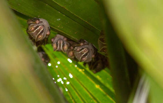 Image of Great Fruit-eating Bat