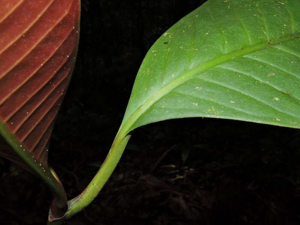 Image of Chrysochlamys grandifolia (L. O. Williams) B. E. Hammel