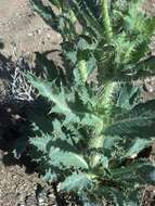 Image of Mojave pricklypoppy