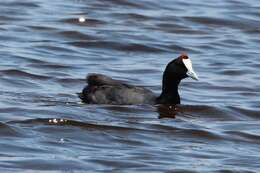 Image of Crested Coot