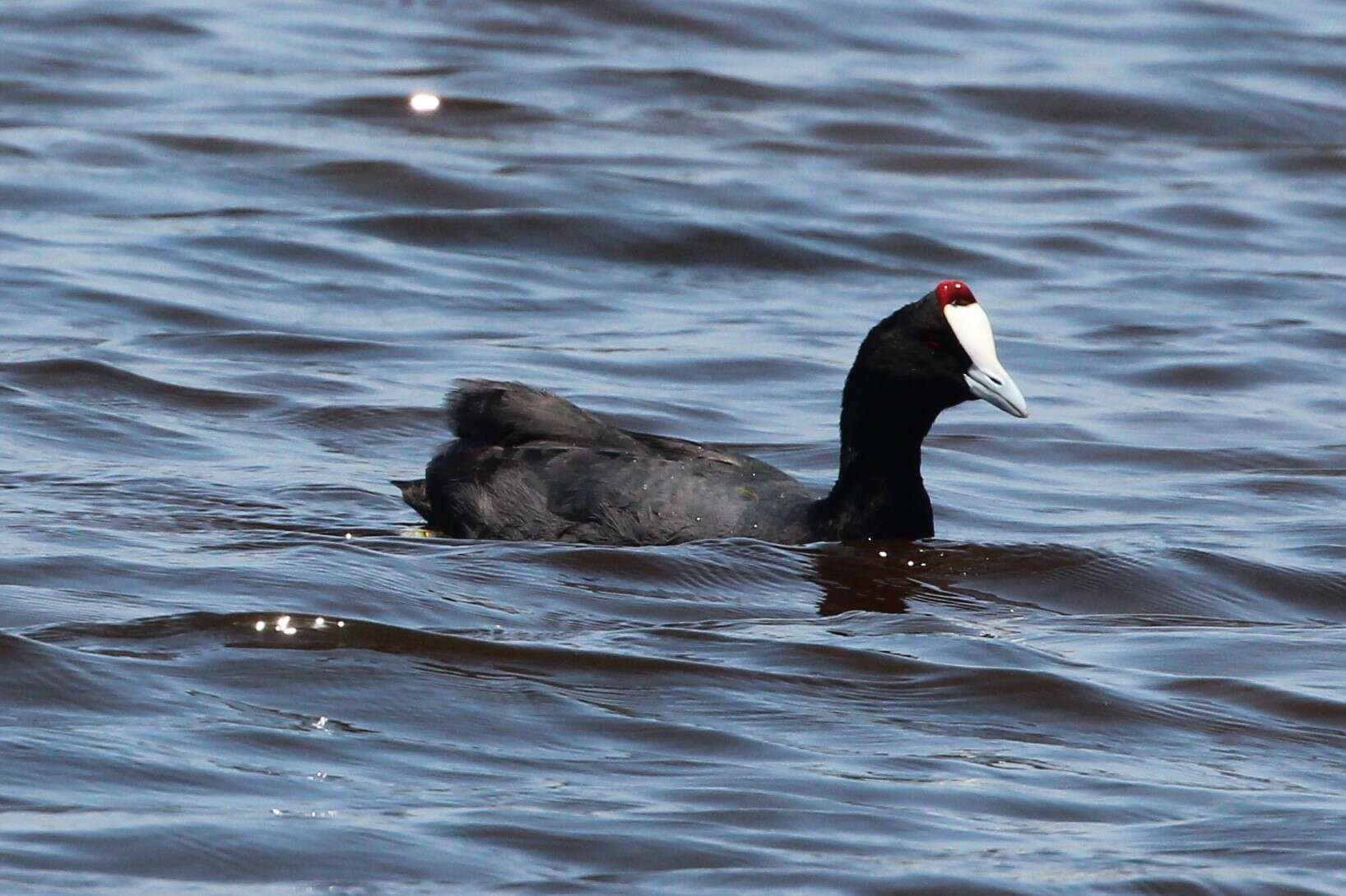 Image of Crested Coot