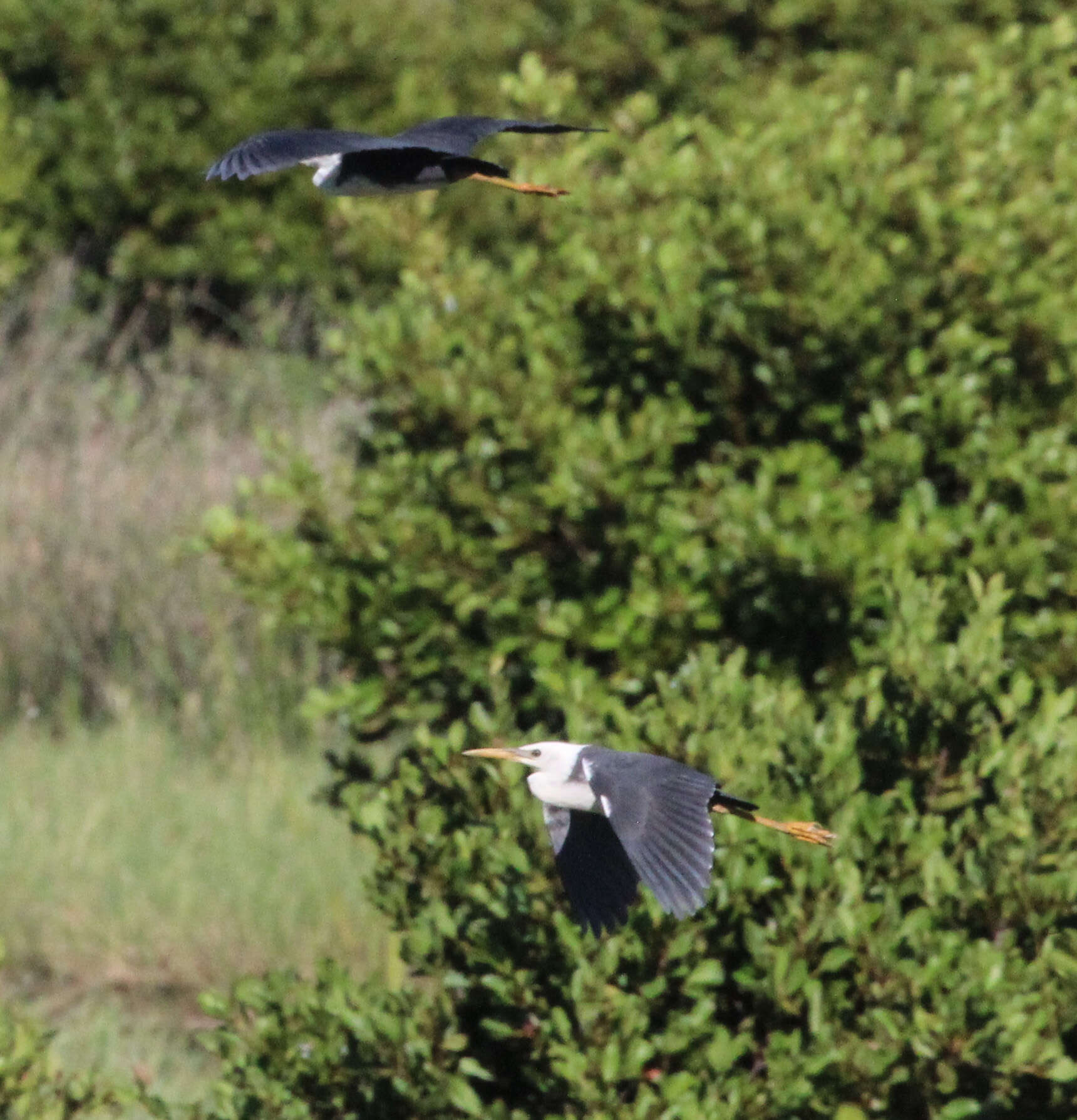 Image of Egretta Forster & T 1817