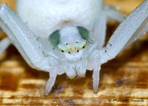 Image of Flower Crab Spiders