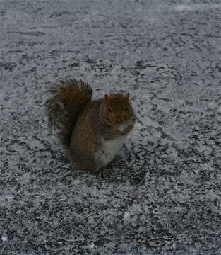 Imagem de Sciurus subgen. Sciurus Linnaeus 1758