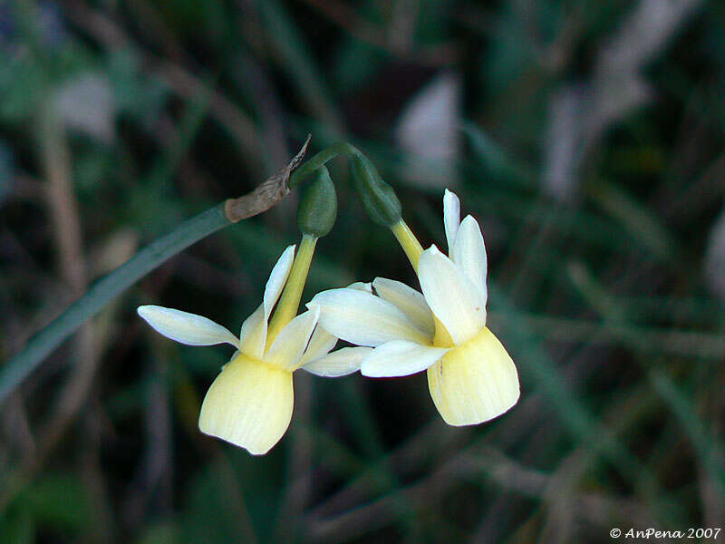 Image de Narcissus triandrus L.