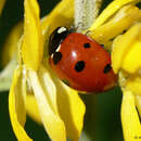 Image of Coccinella septempunctata