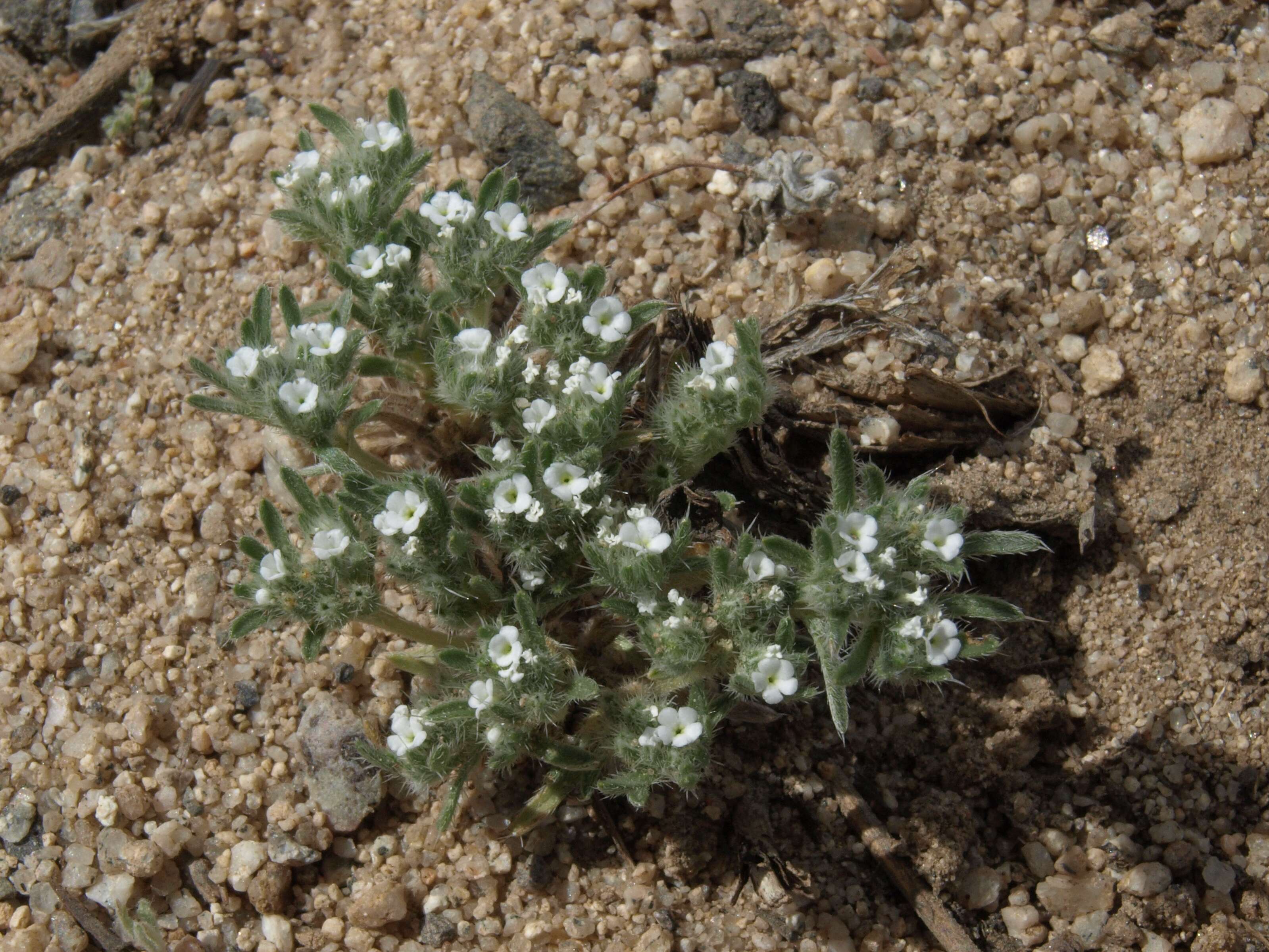 Image de Greeneocharis