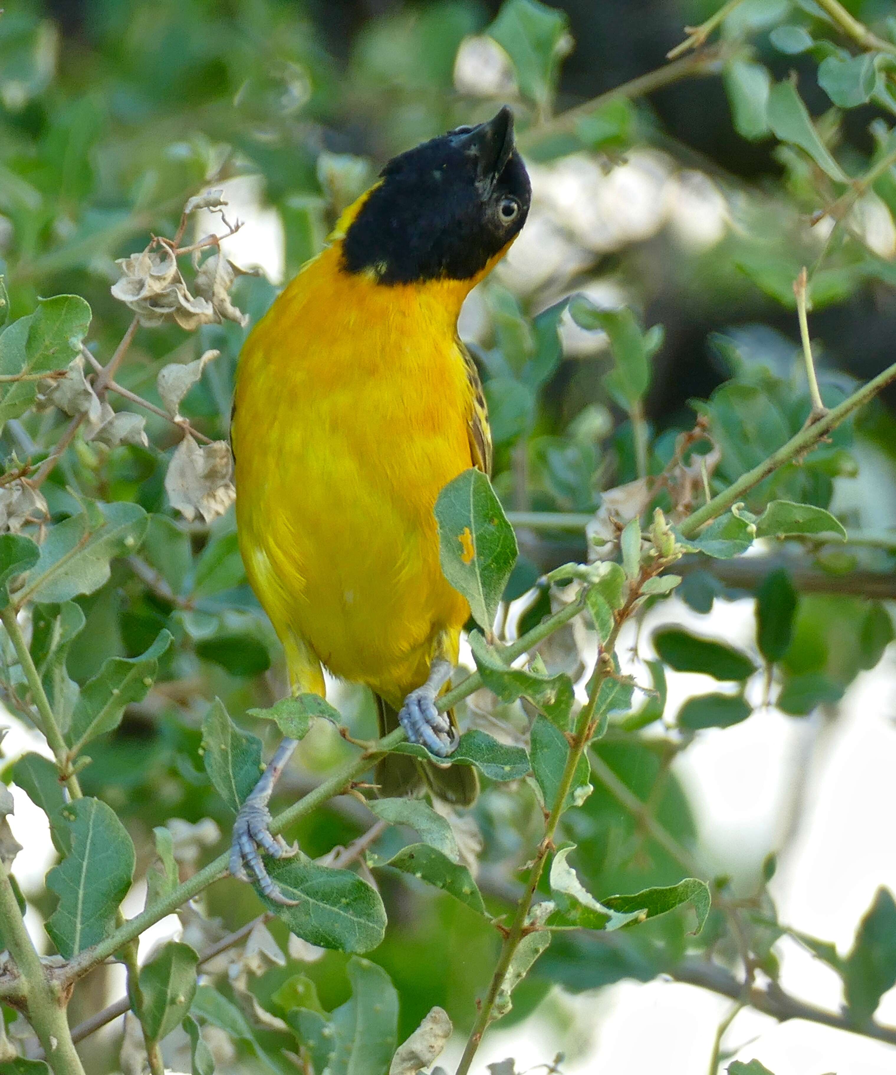 Image of Lesser Masked Weaver