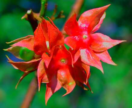 Imagem de Clerodendrum fortunatum L.