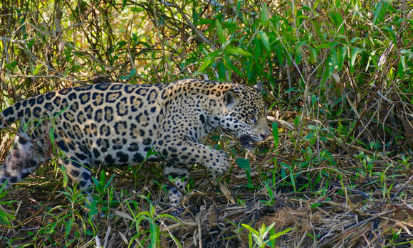 Image of Jaguar