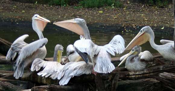 Image of Great White Pelican