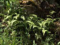 Polypodium resmi