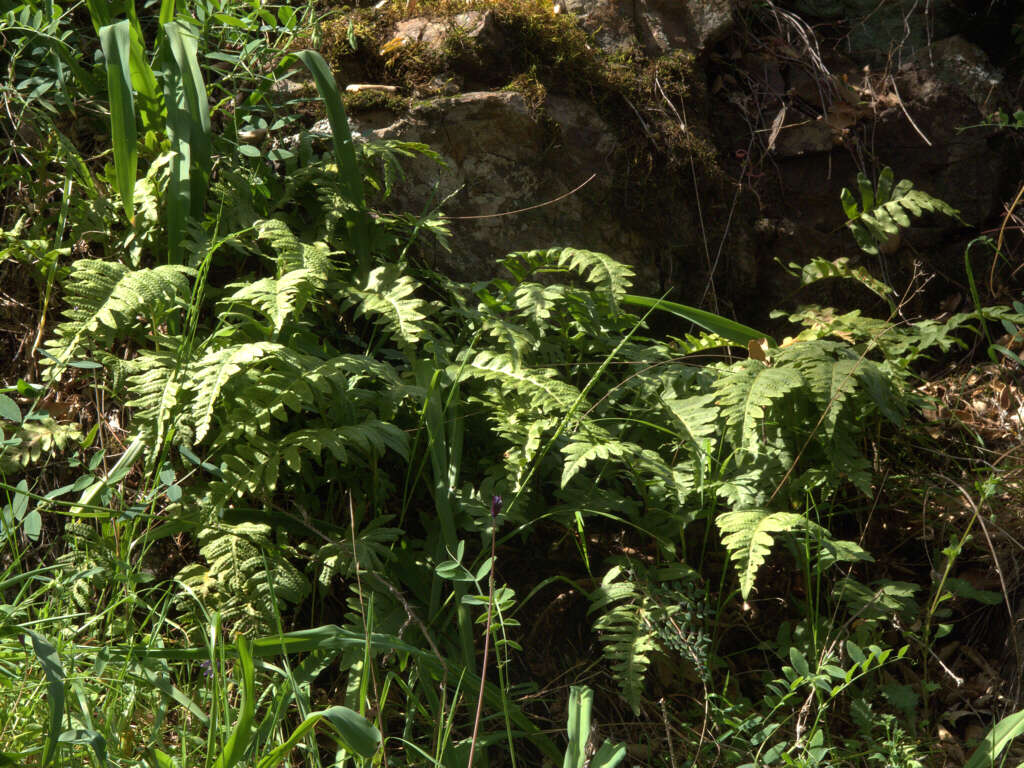 Image of polypody