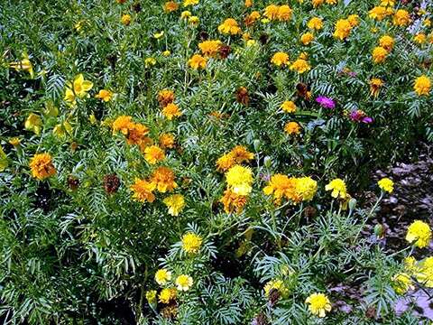 Tagetes erecta L. resmi