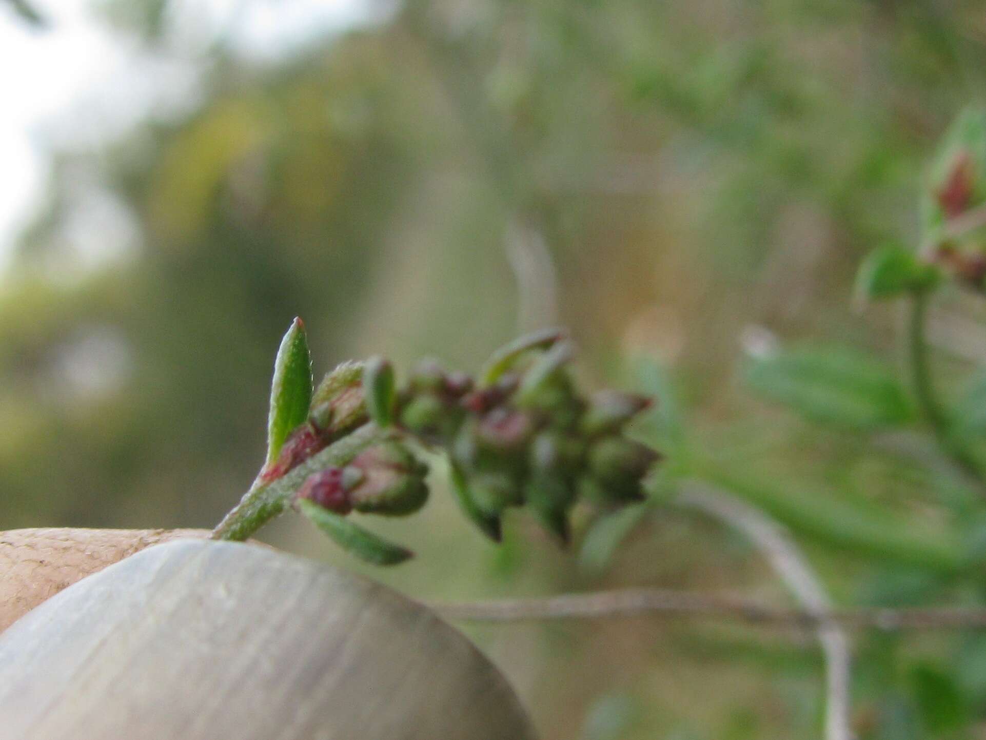 Image of Gonocarpus tetragynus Labill.