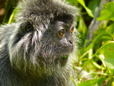 Image of Silvered Langur