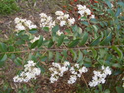 Image of privet