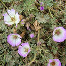 Image of Sphaeralcea purpurata (Lindl.) Krapov.